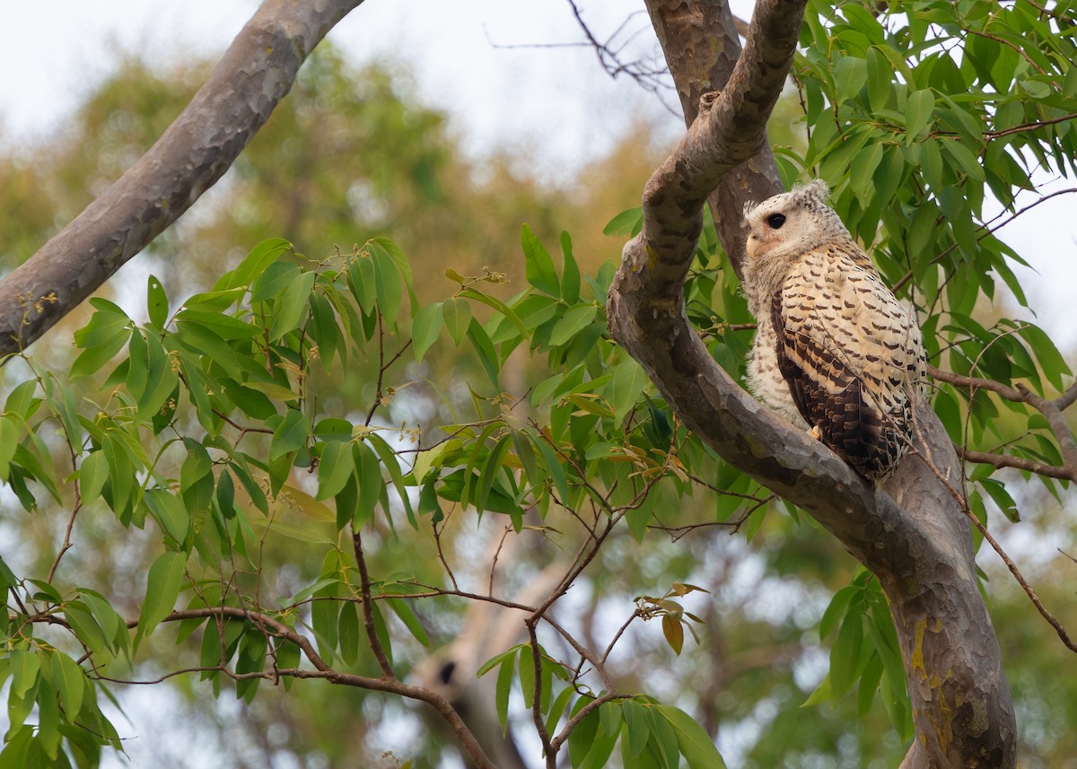 Spot-bellied Eagle-Owl - ML616893798