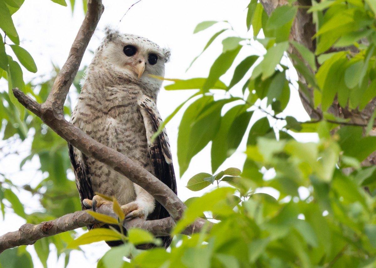 Spot-bellied Eagle-Owl - ML616893801