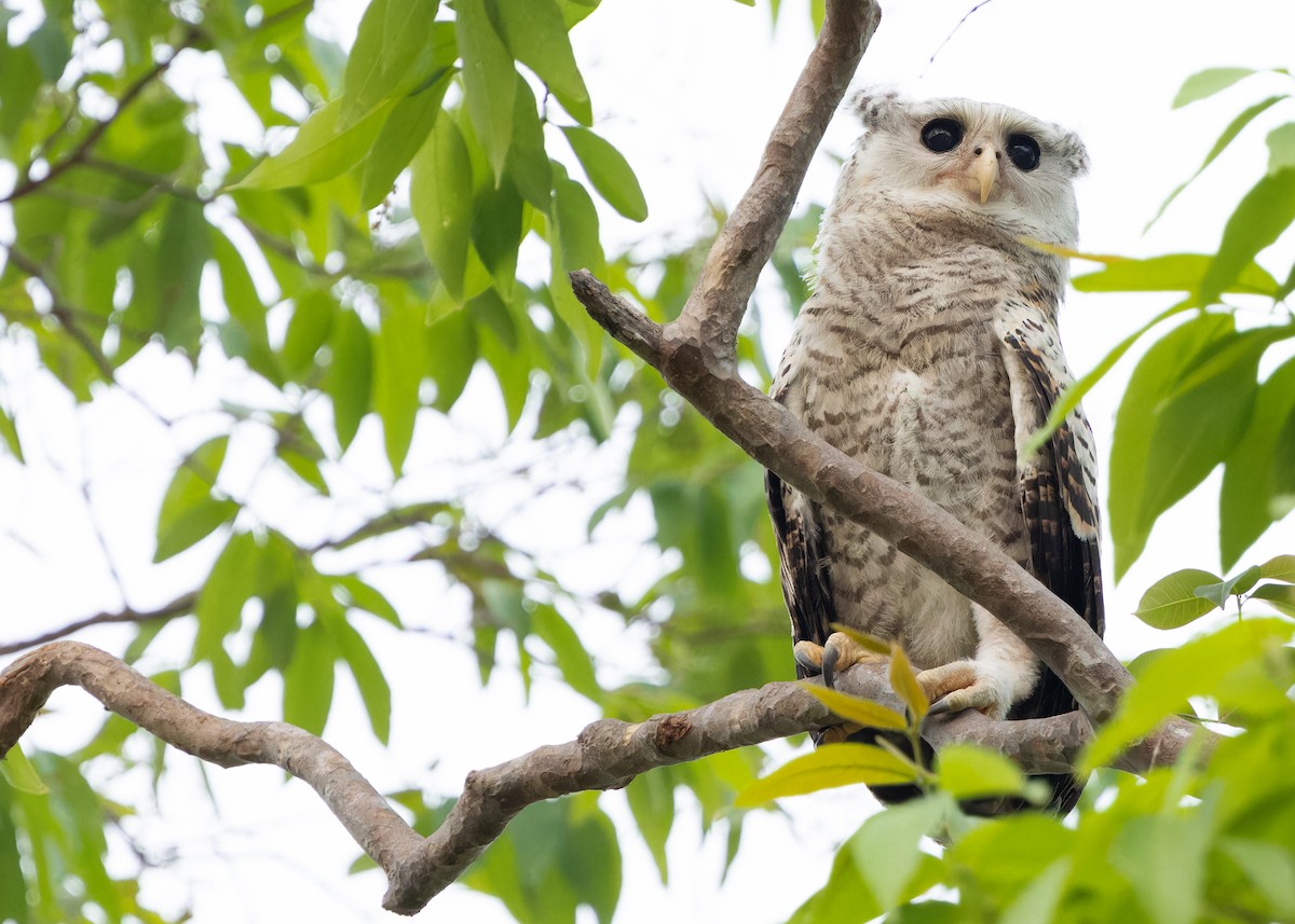 Spot-bellied Eagle-Owl - ML616893802