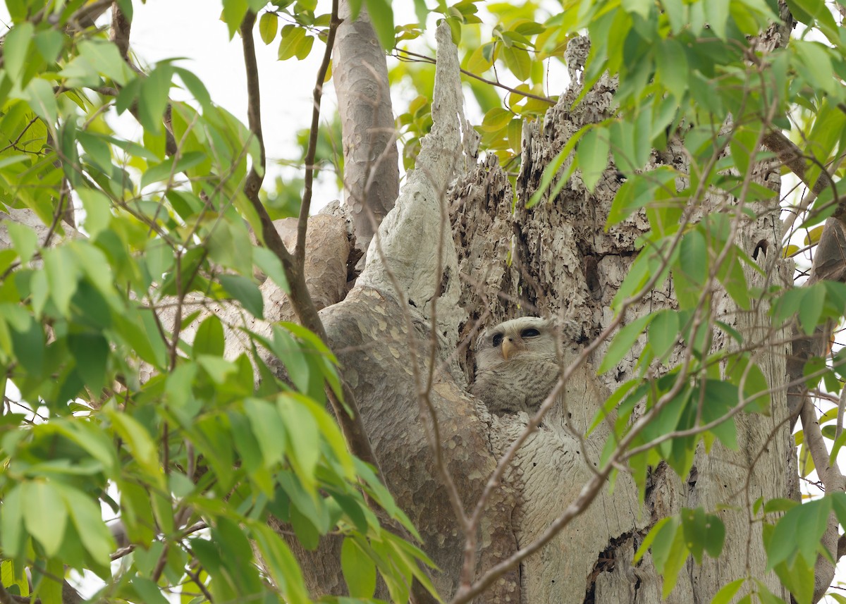 Spot-bellied Eagle-Owl - ML616893803