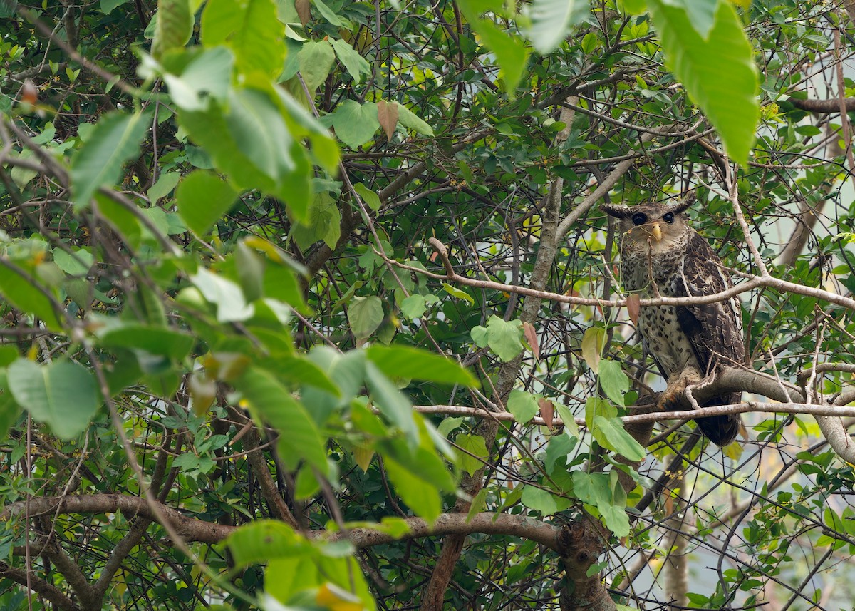 Spot-bellied Eagle-Owl - ML616893804