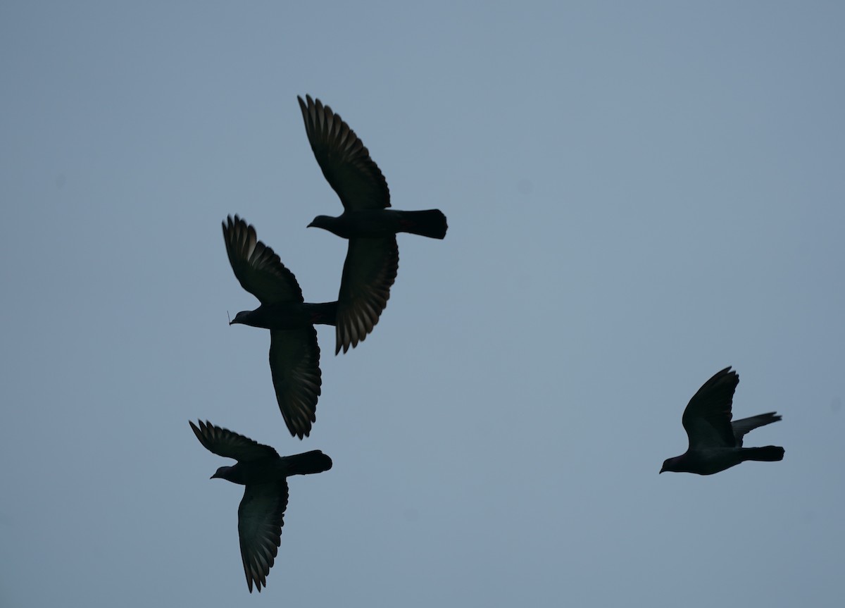 Rock Pigeon (Feral Pigeon) - ML616893808