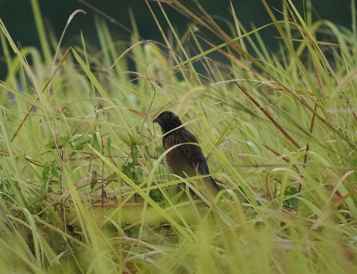 Lesser Coucal - ML616893818