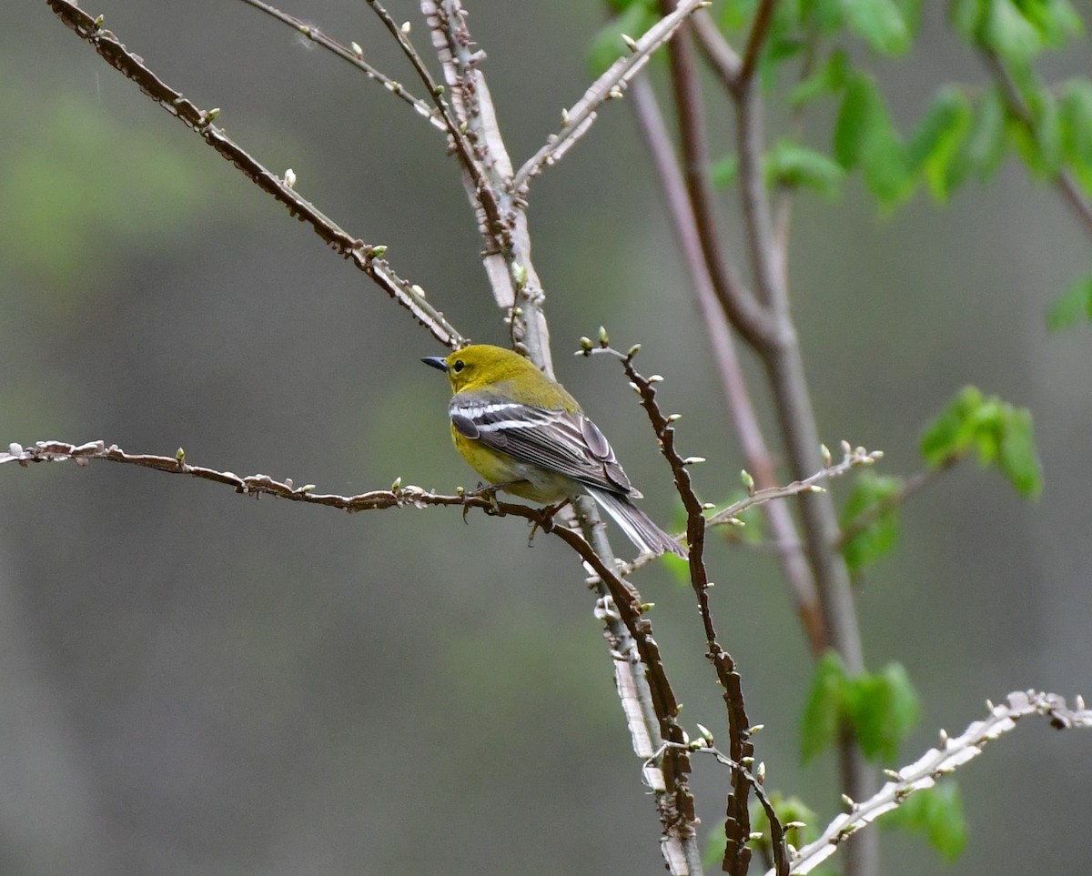 Pine Warbler - ML616893886