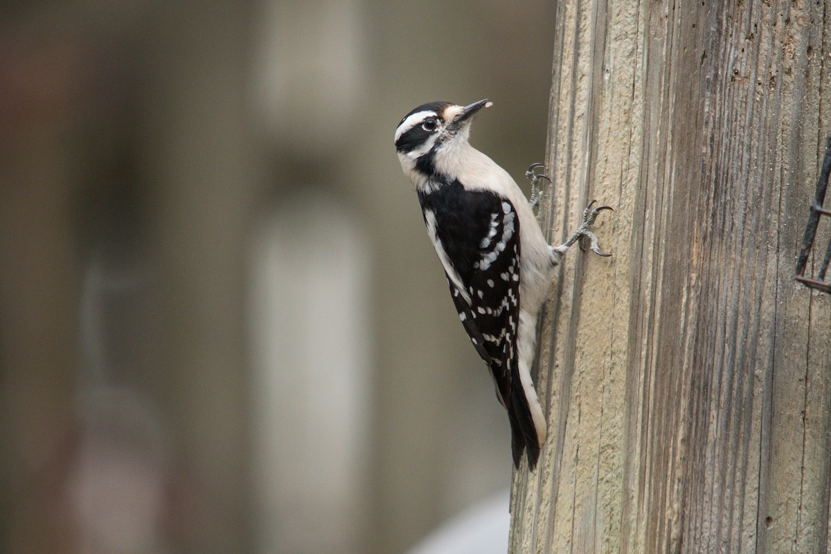 Downy Woodpecker - ML616893898