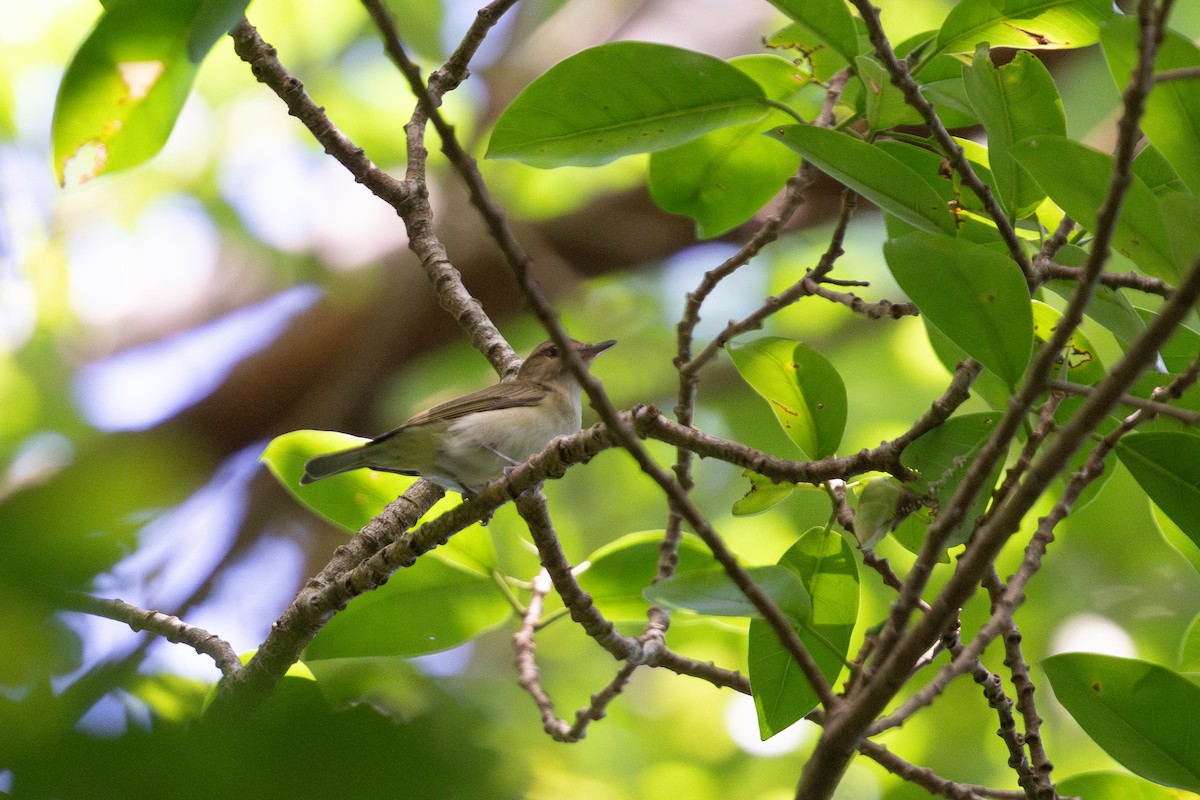 Black-whiskered Vireo - Cory Gregory