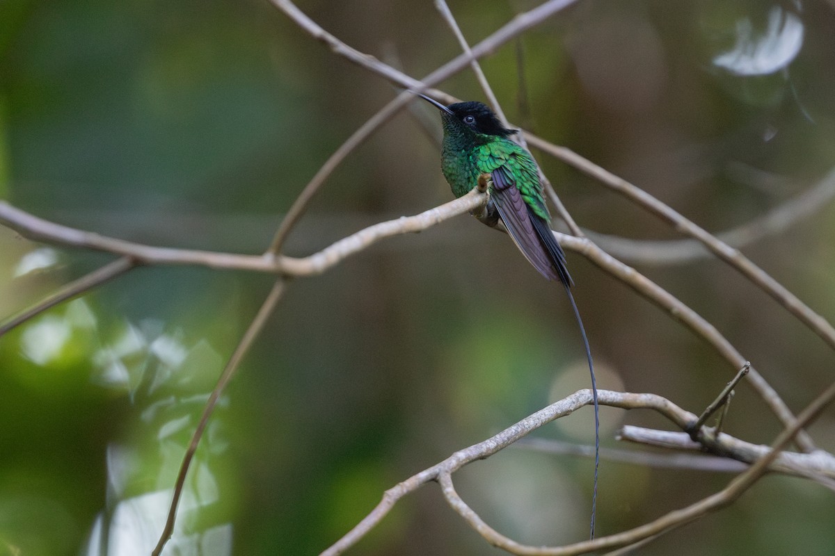 Colibri à bec noir - ML616893992