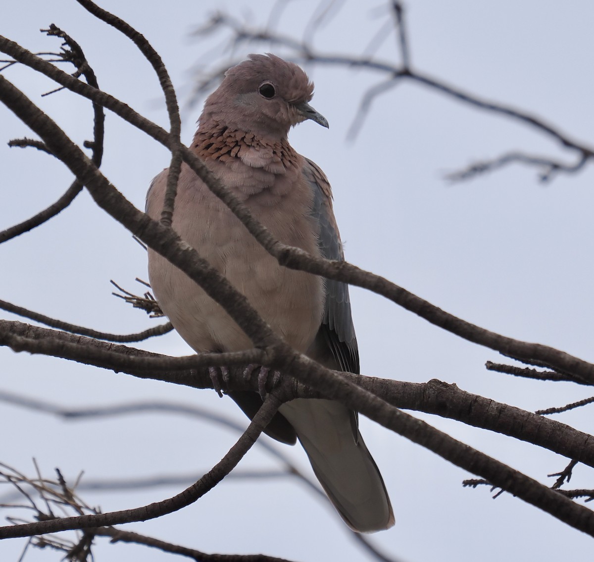 Laughing Dove - ML616894033