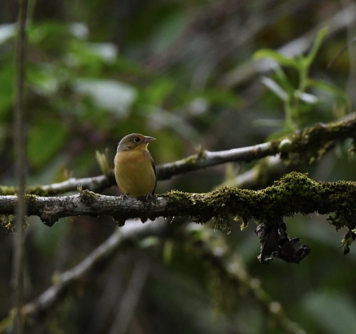 Crimson-breasted Finch - Emily Reasor