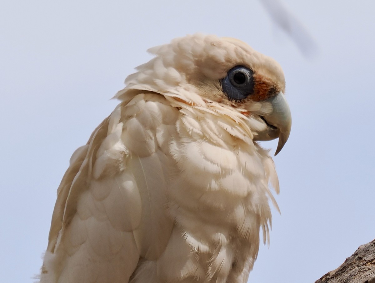 Western Corella - Ken Glasson