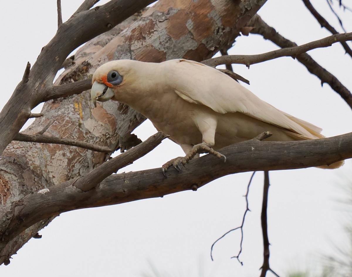 Western Corella - Ken Glasson