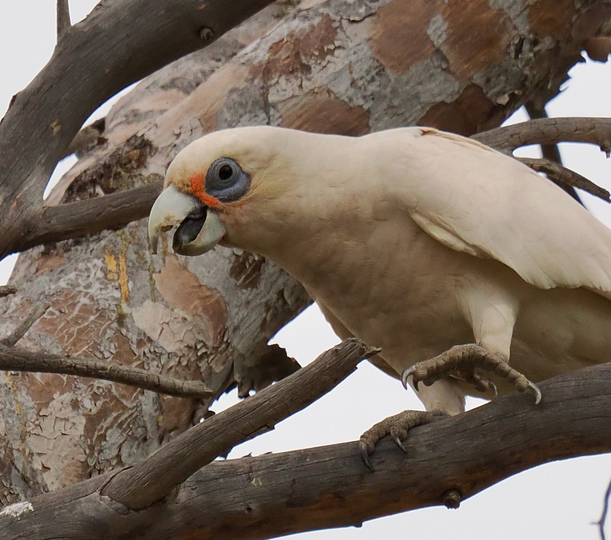 Western Corella - Ken Glasson