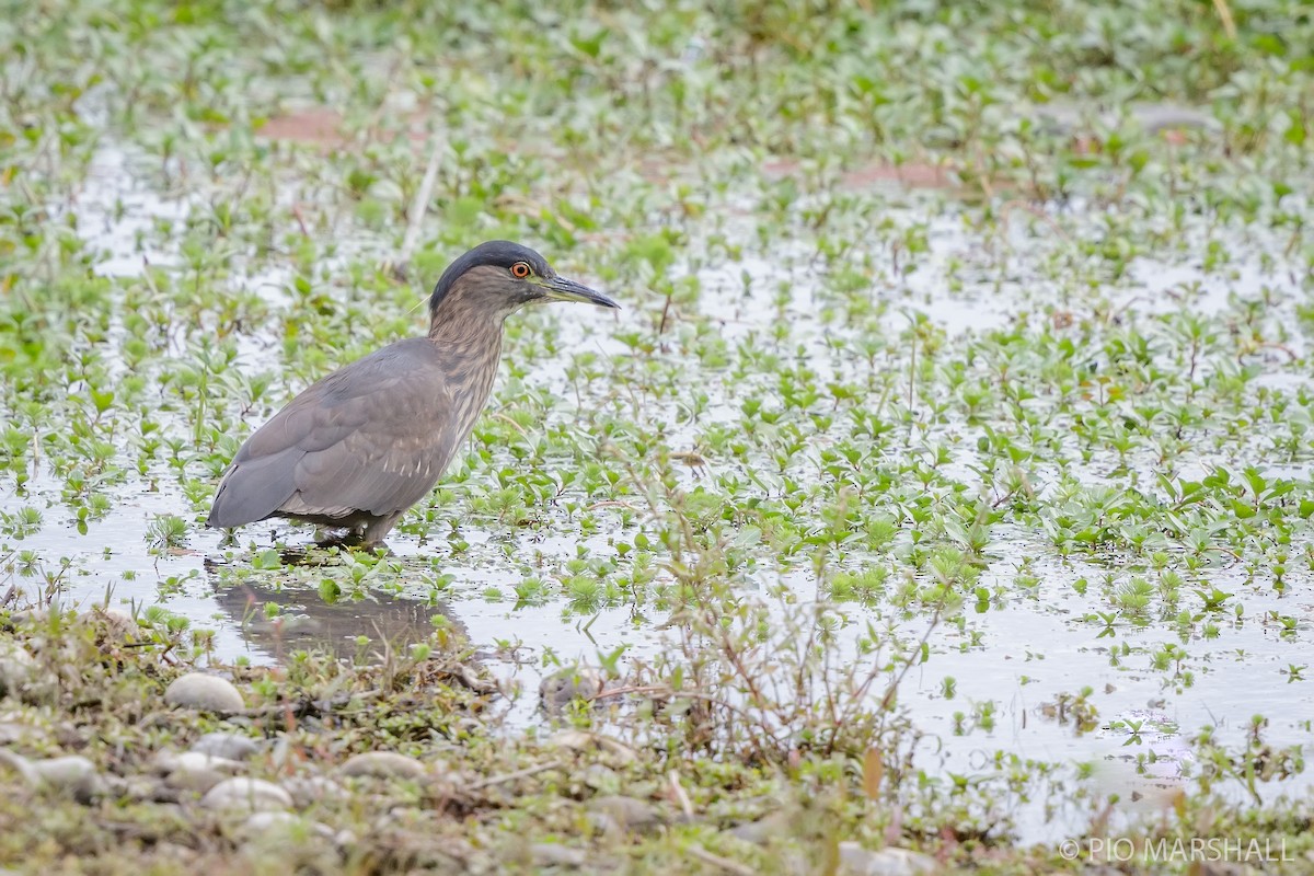 Black-crowned Night Heron - Pio Marshall