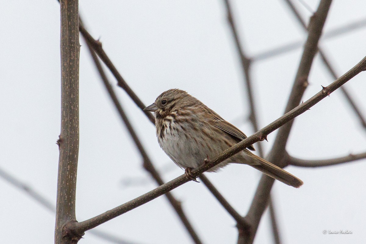 Song Sparrow - ML616894120