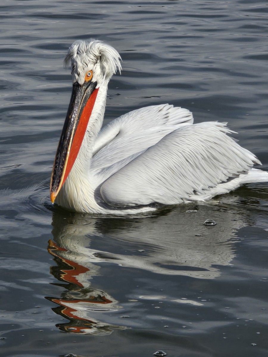 pelikán kadeřavý - ML616894121