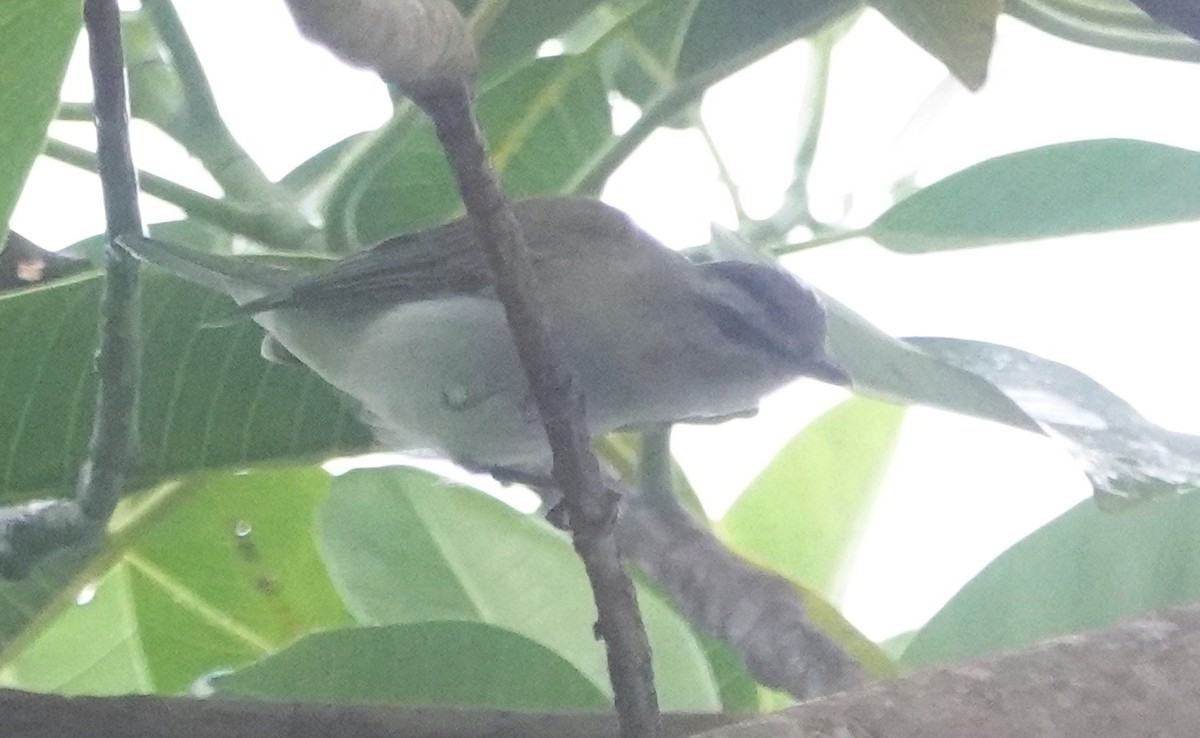 brunøyevireo (agilis gr.) - ML616894142