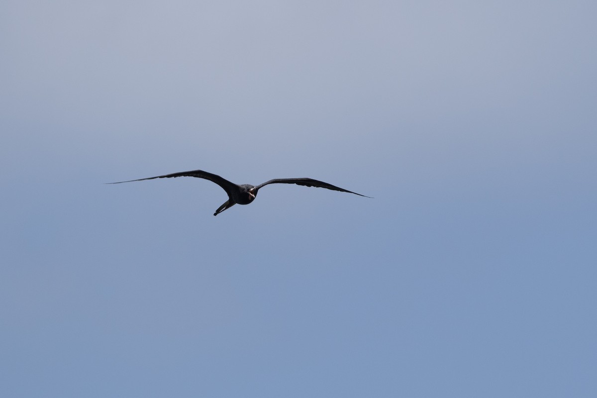 Magnificent Frigatebird - Cory Gregory