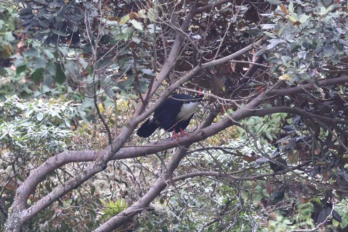 Horned Guan - Charles Davies