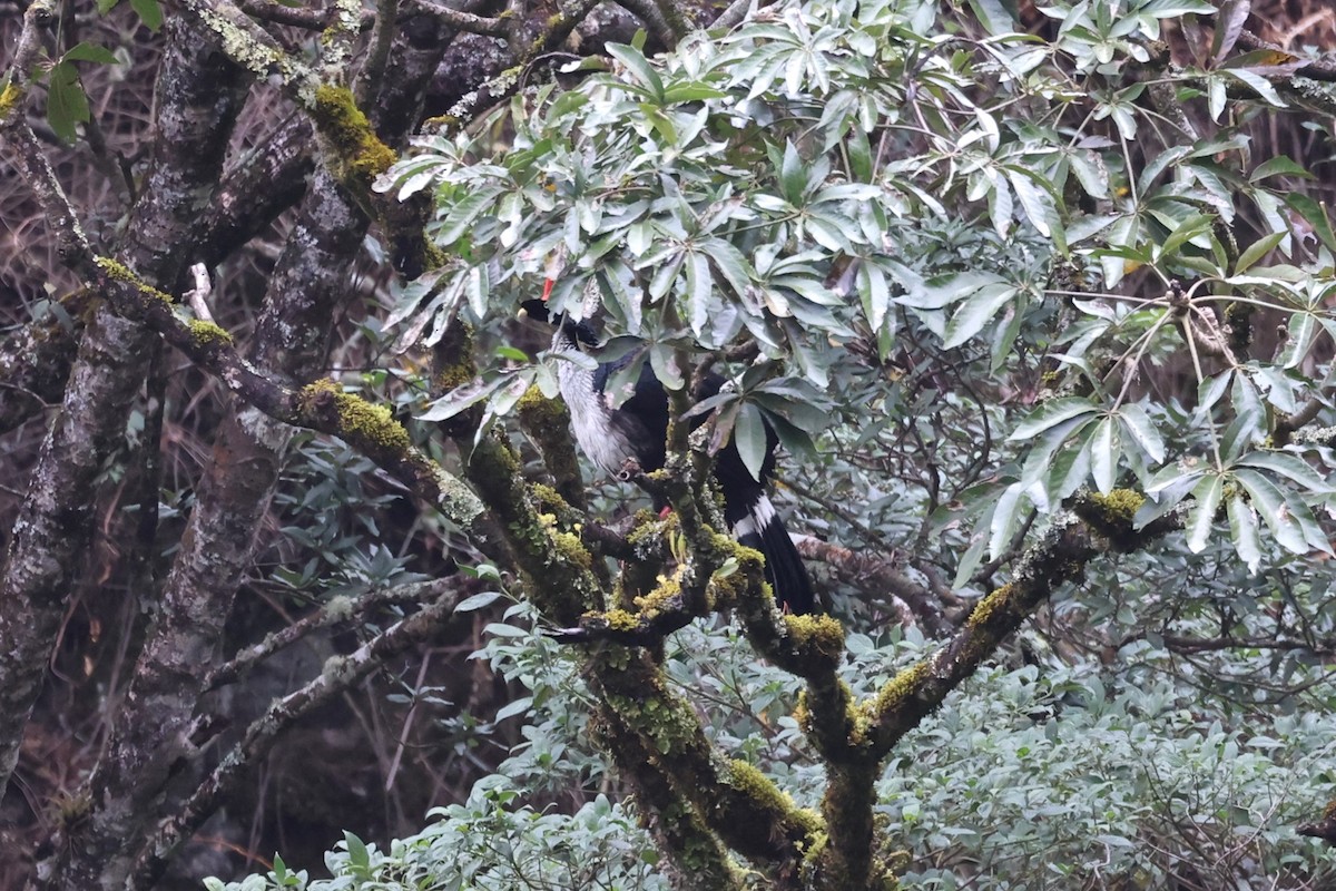 Horned Guan - ML616894246