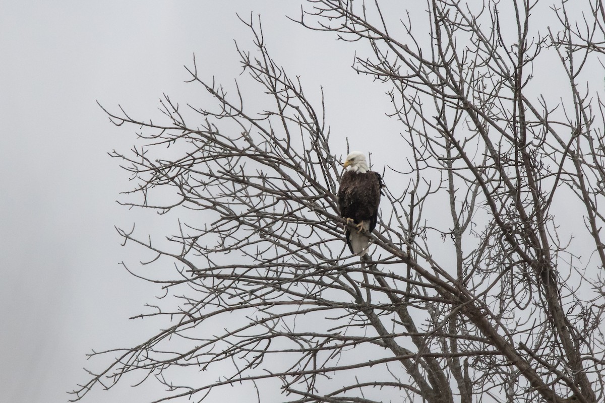 Bald Eagle - ML616894259