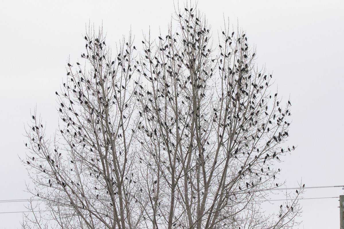 Common Grackle - ML616894264