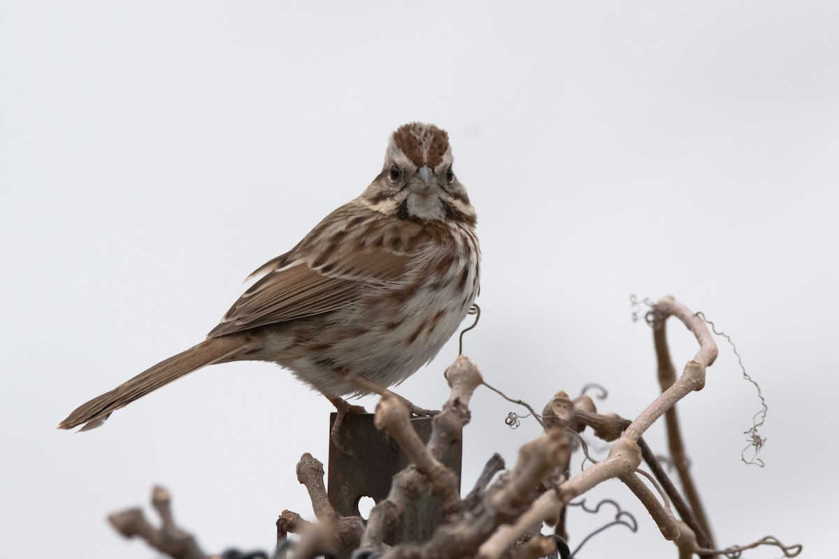 Song Sparrow - ML616894280