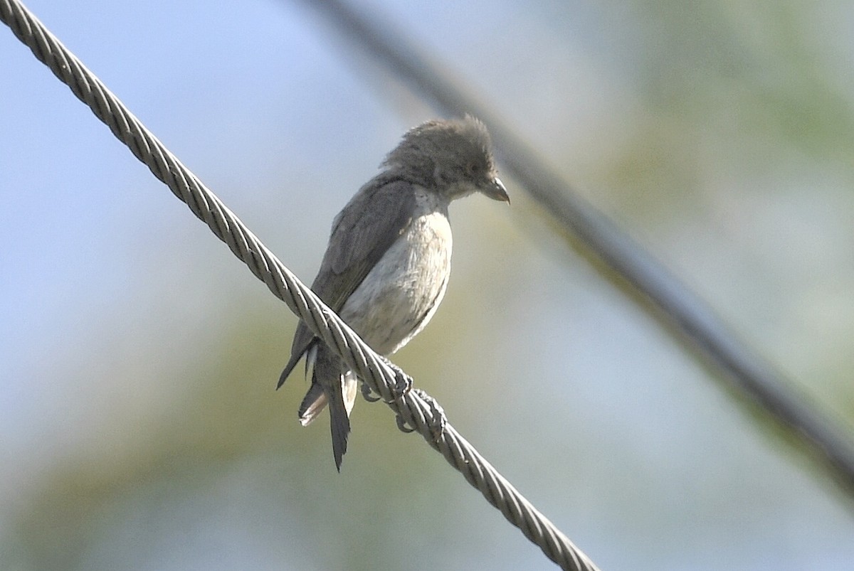 Thick-billed Flowerpecker - ML616894306