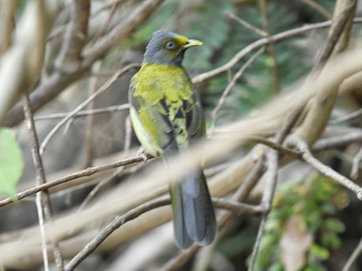 Bulbul Cabecigrís - ML616894330