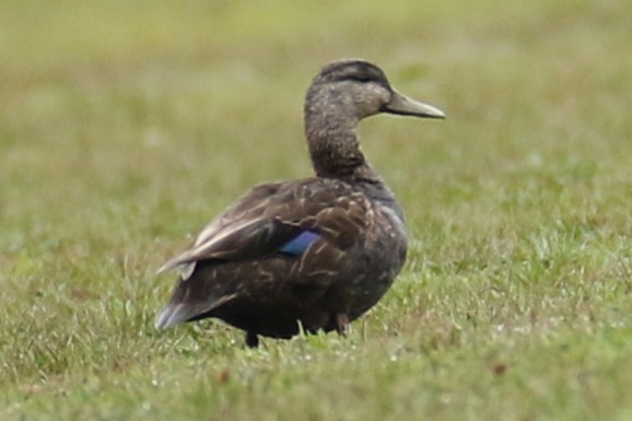 American Black Duck - ML616894352