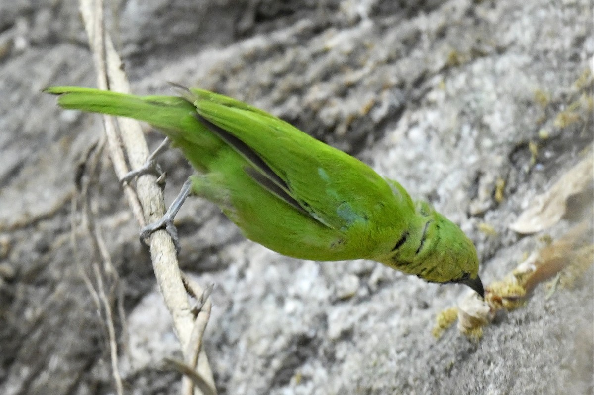 Jerdon's Leafbird - Renuka Vijayaraghavan