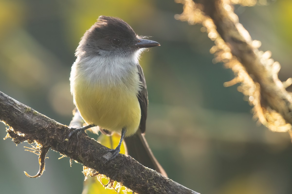 Dusky-capped Flycatcher (nigriceps/atriceps) - ML616894464