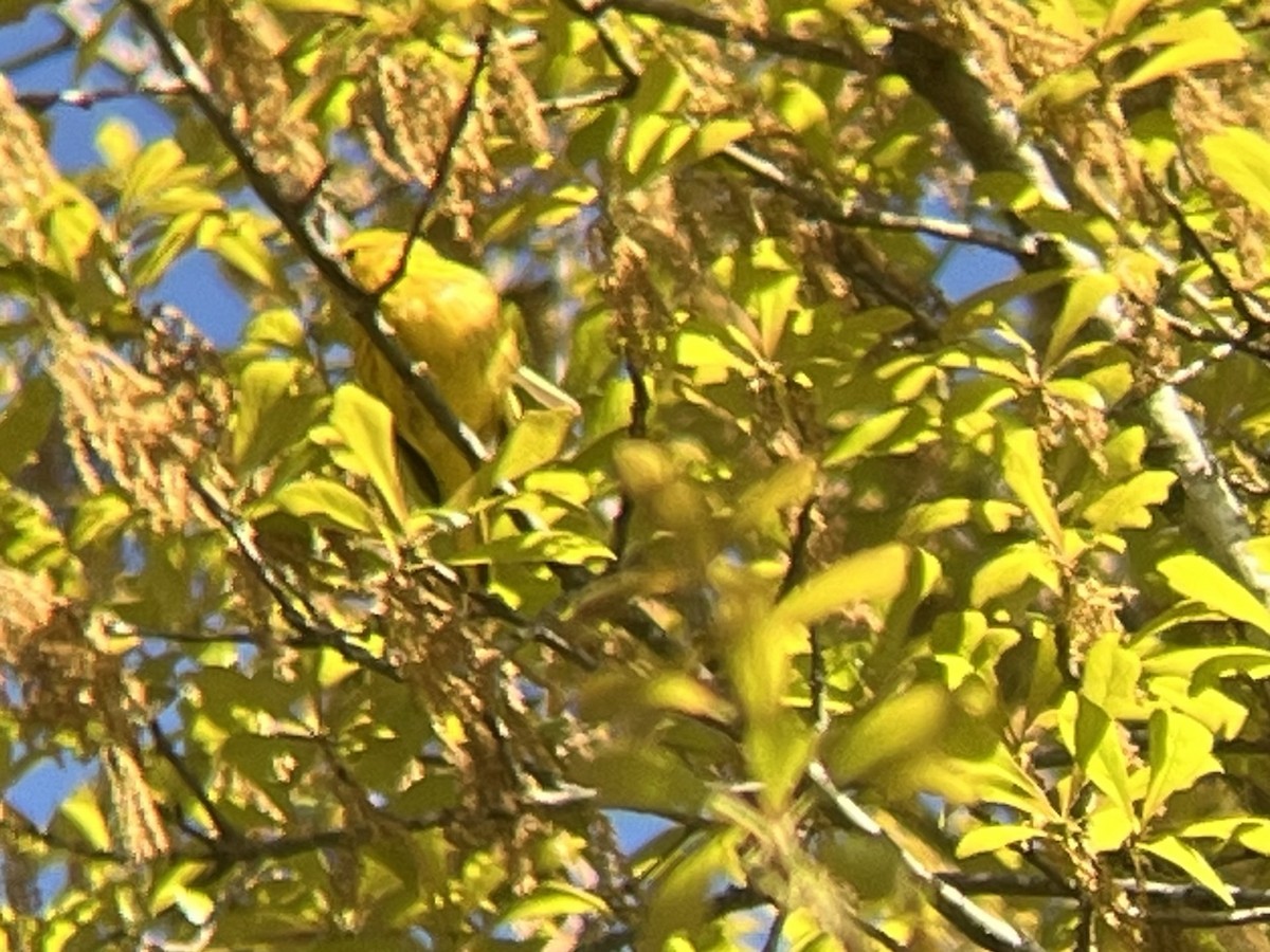 Yellow Warbler - Kevin Kubach