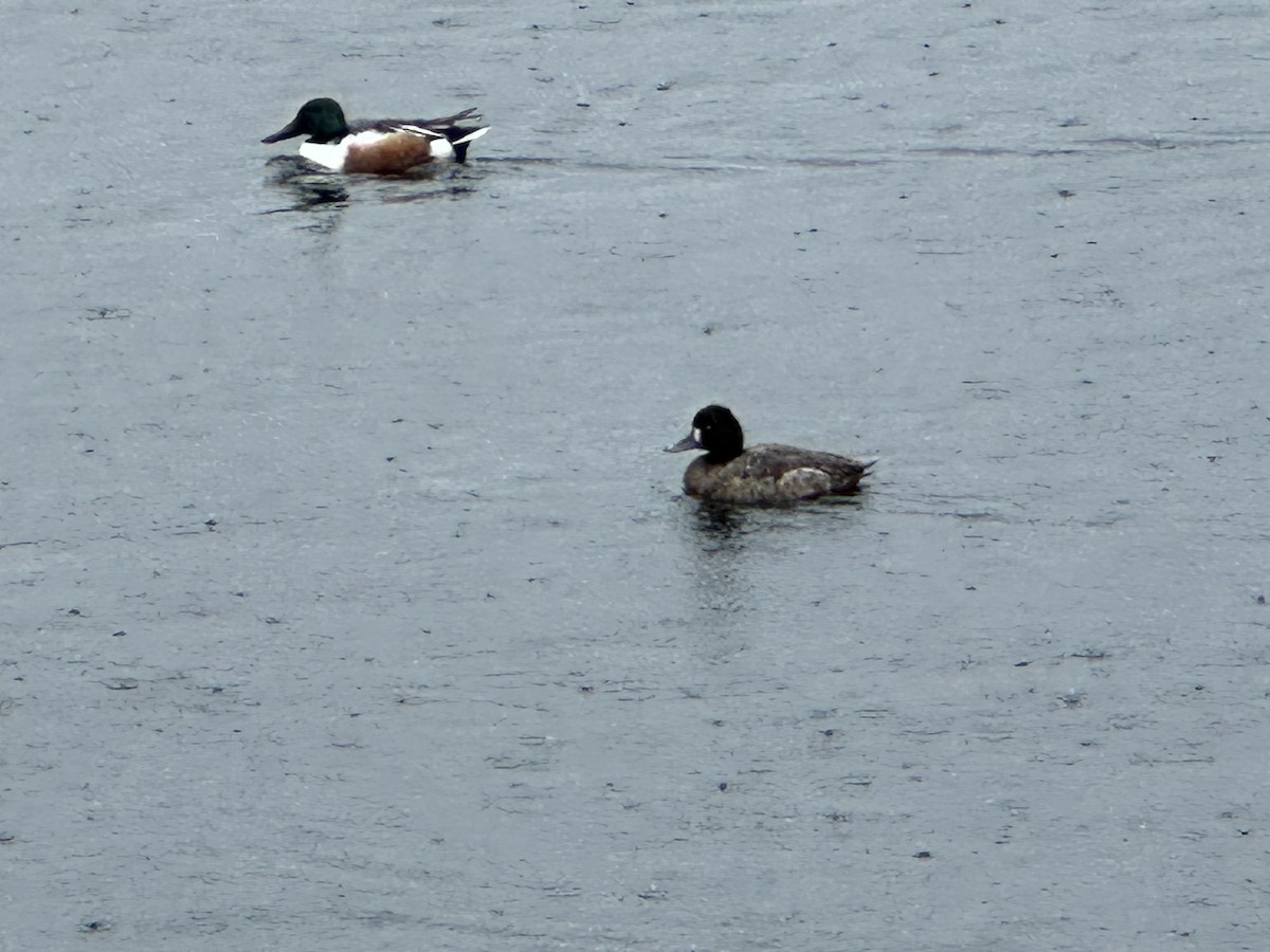 Lesser Scaup - ML616894486