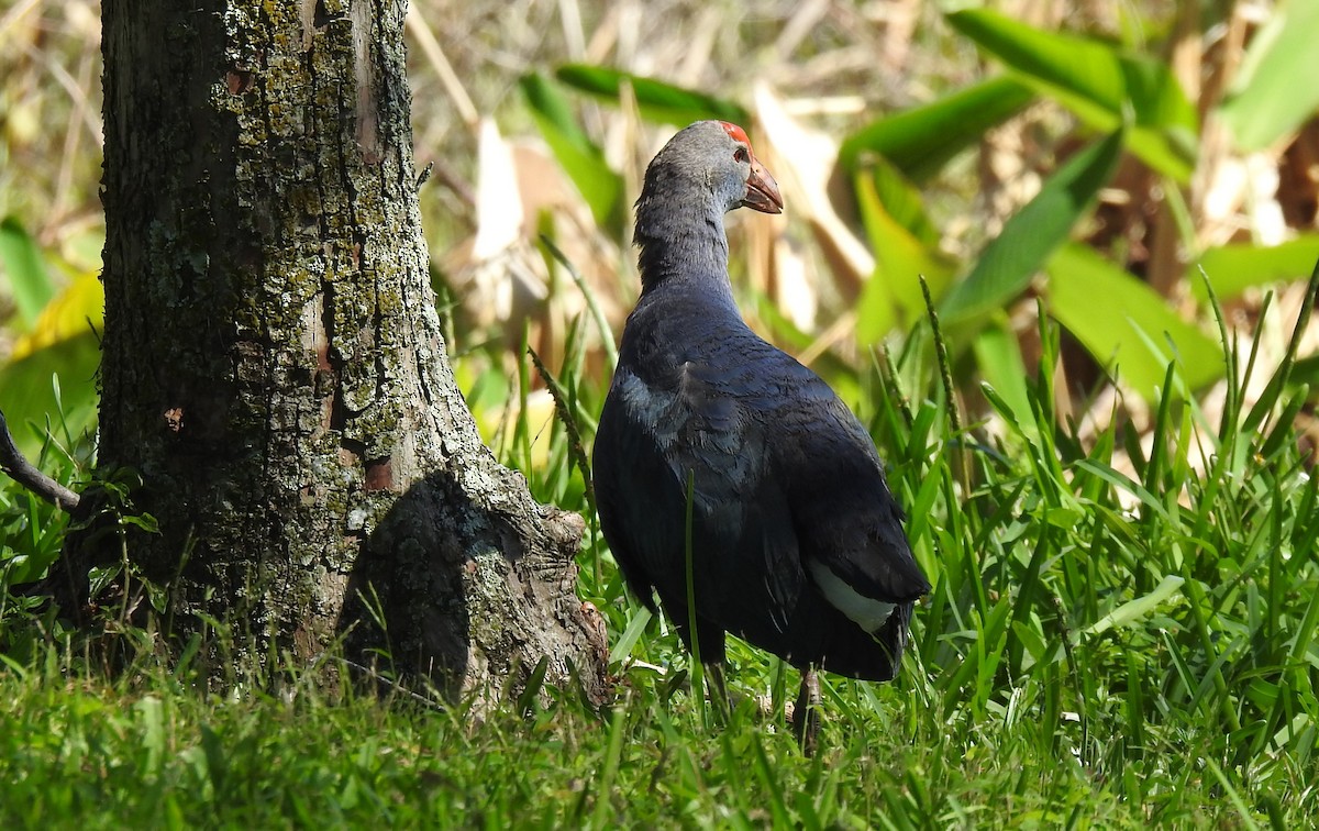 Gray-headed Swamphen - ML616894492