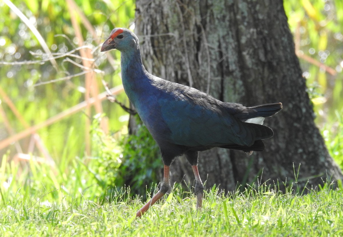 Gray-headed Swamphen - ML616894499