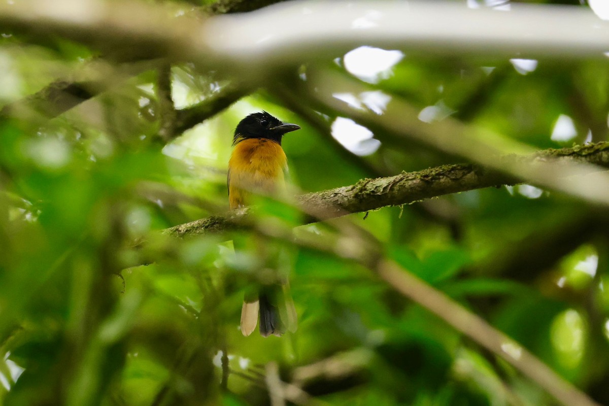 Fulvous Shrike-Tanager - Jules Léotard