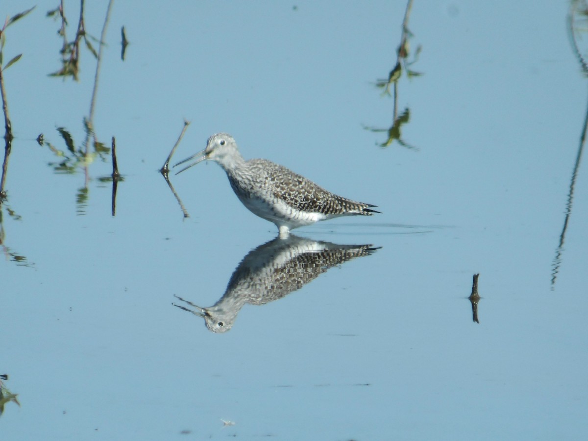 Greater Yellowlegs - ML616894627