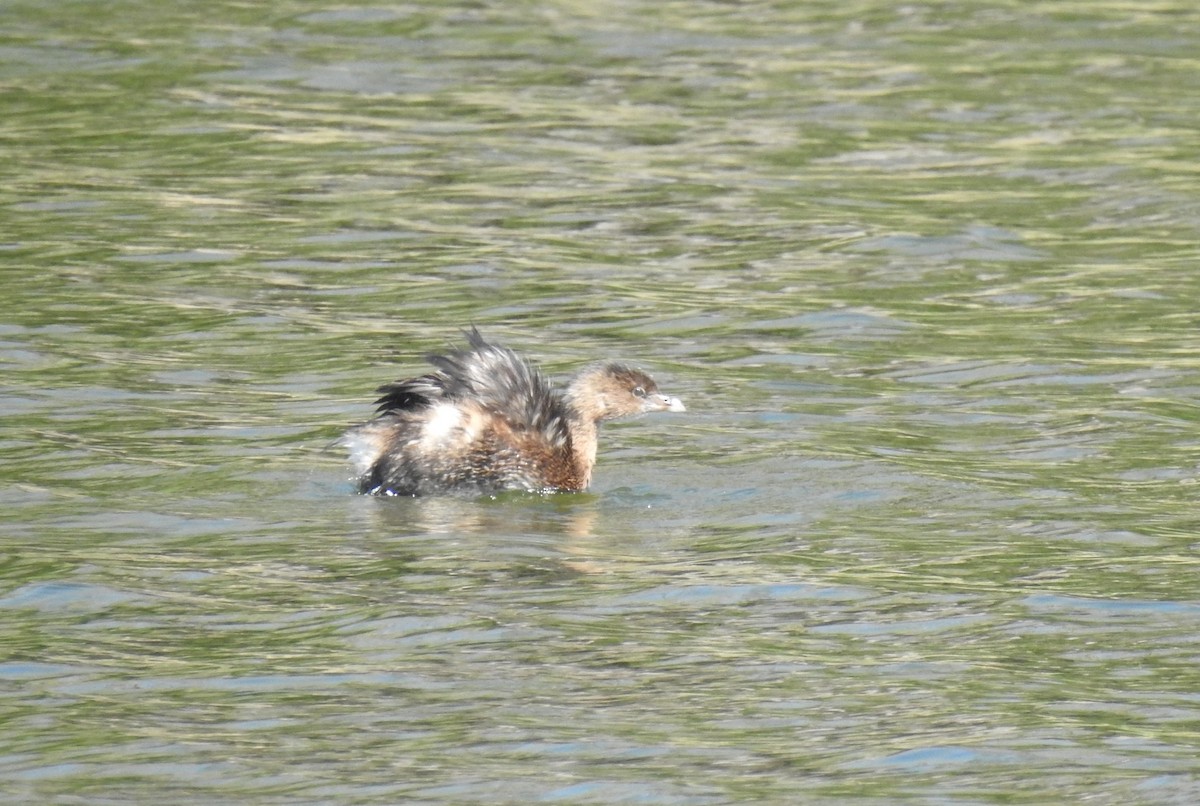 Pied-billed Grebe - ML616894646