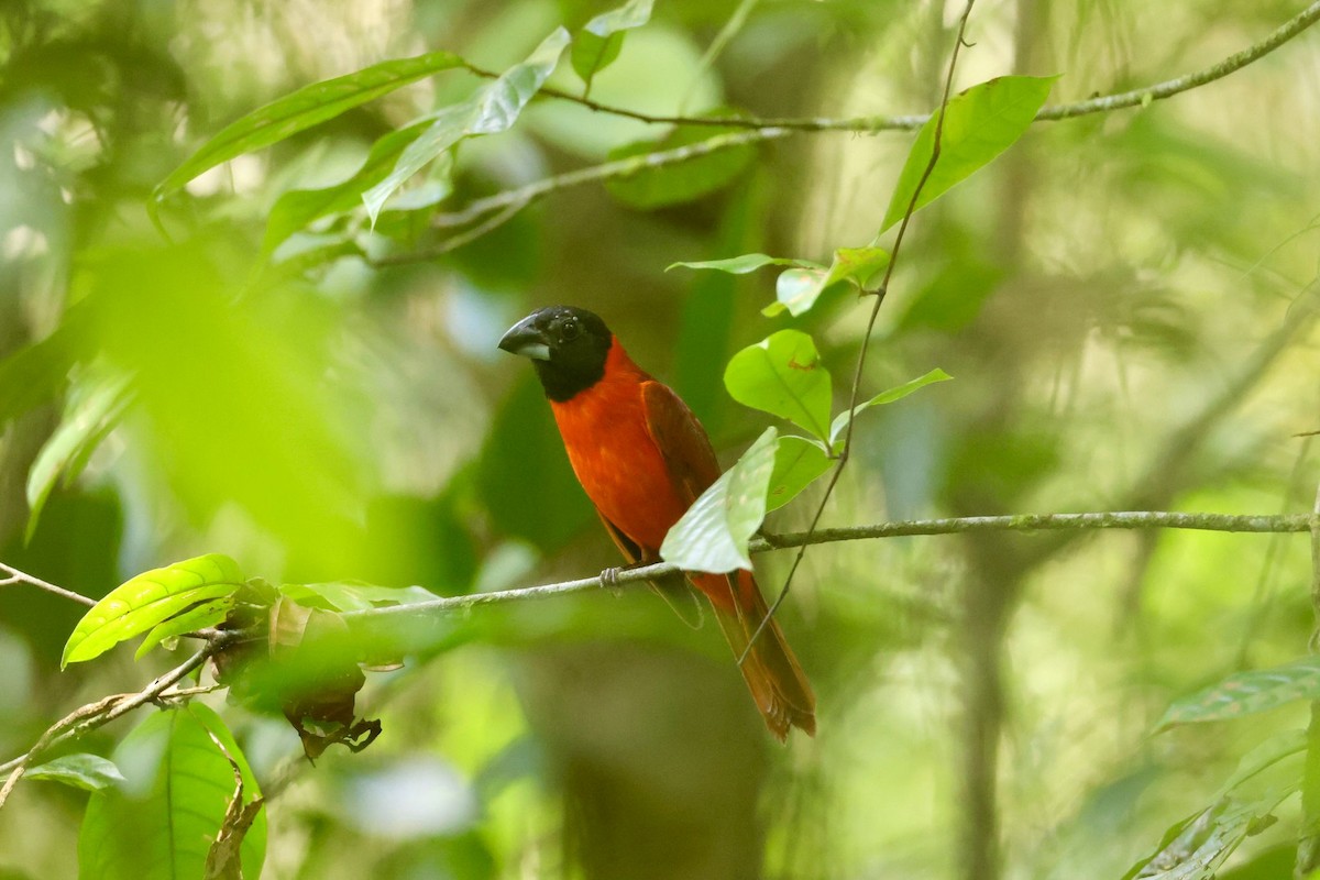 Red-and-black Grosbeak - Jules Léotard