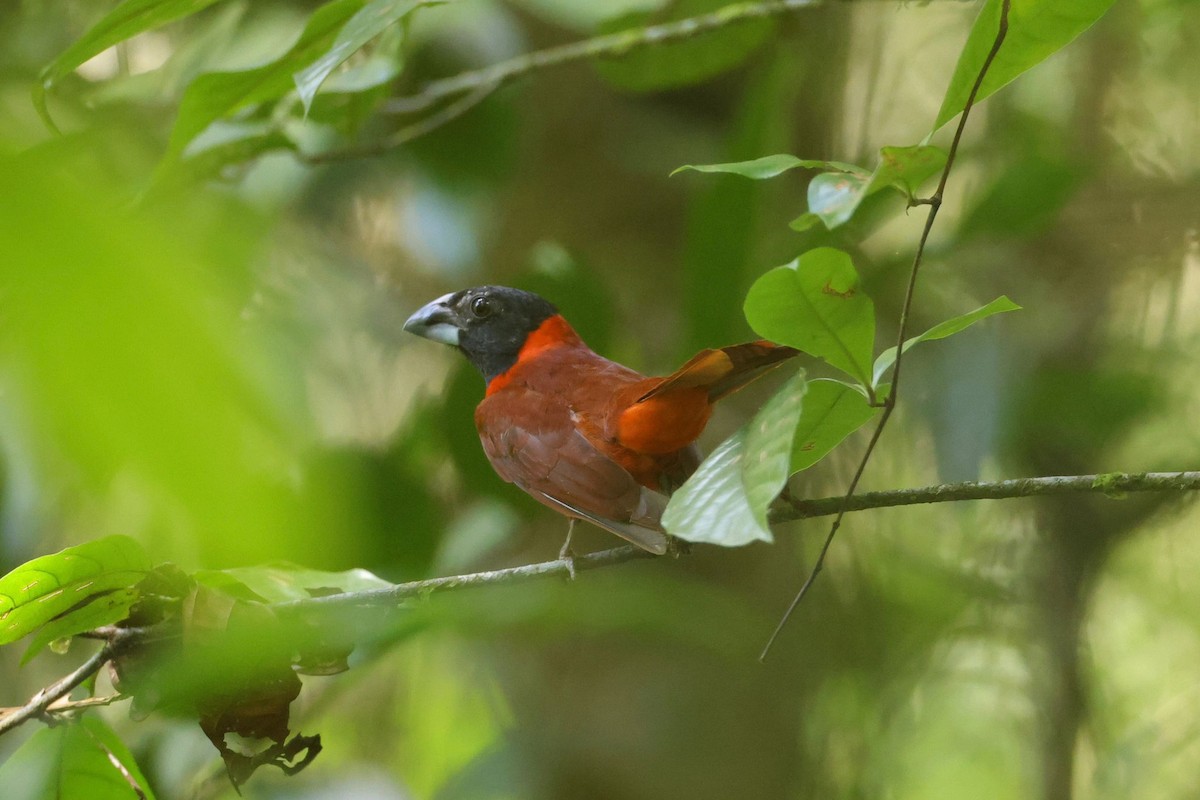 Red-and-black Grosbeak - Jules Léotard