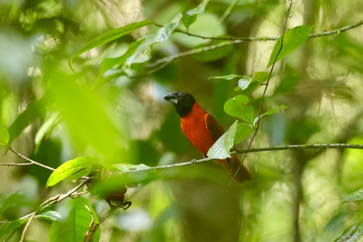 Red-and-black Grosbeak - Jules Léotard