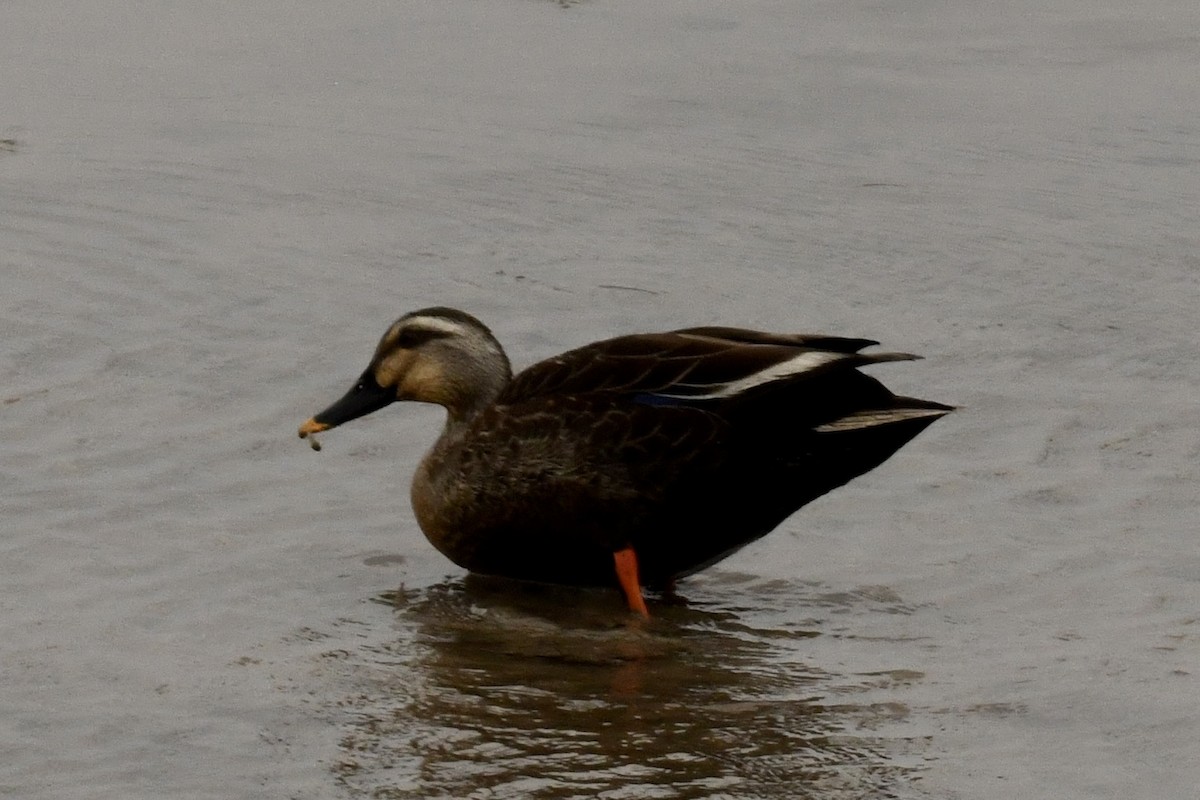 Eastern Spot-billed Duck - ML616894719
