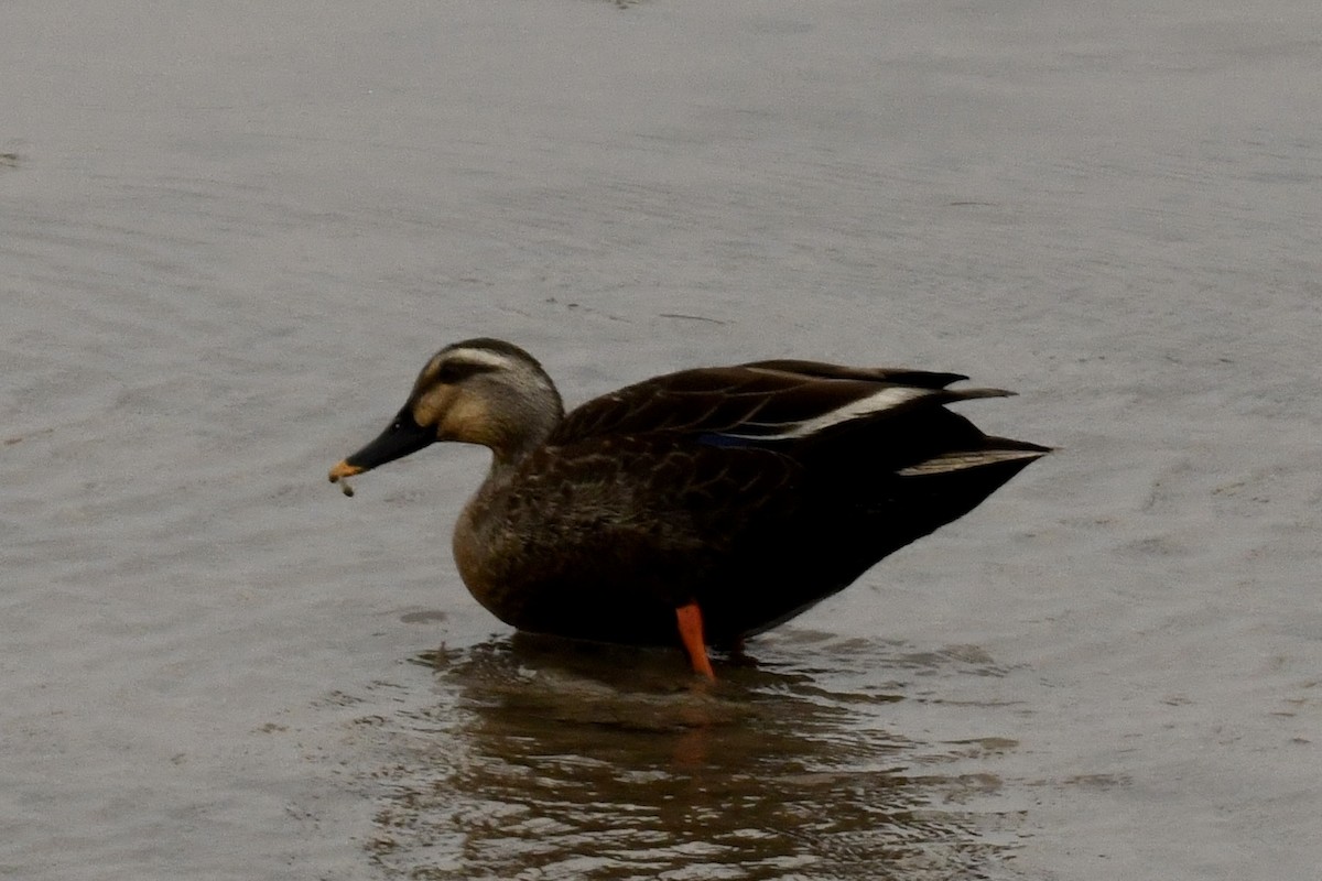 Eastern Spot-billed Duck - Bobby Ye