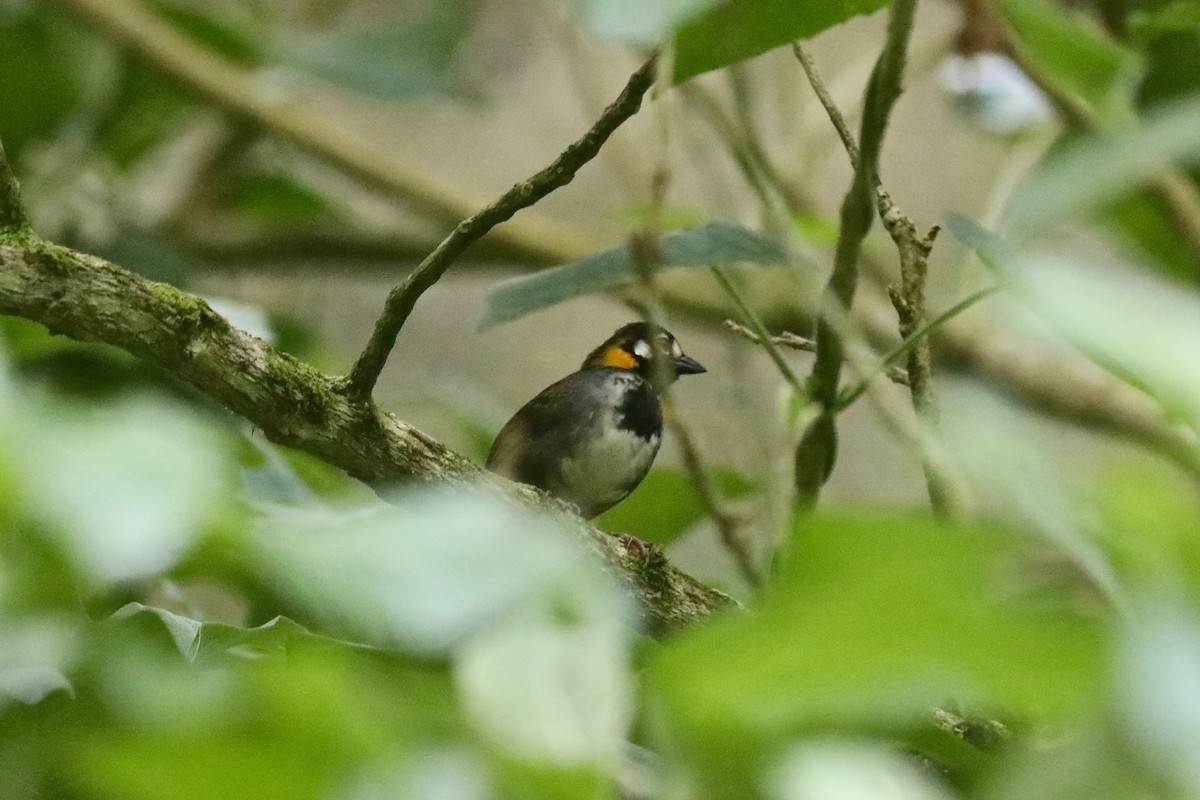 White-eared Ground-Sparrow - Martin Hosier