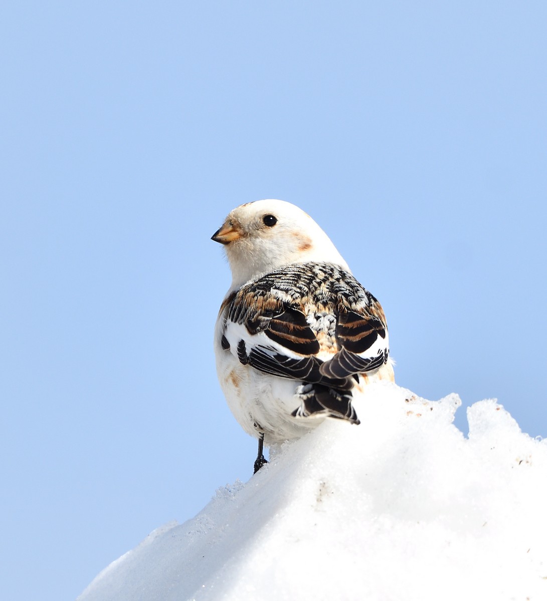 Snow Bunting - ML616894728