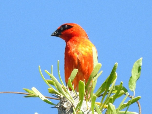 Fodi Rojo - ML616894754