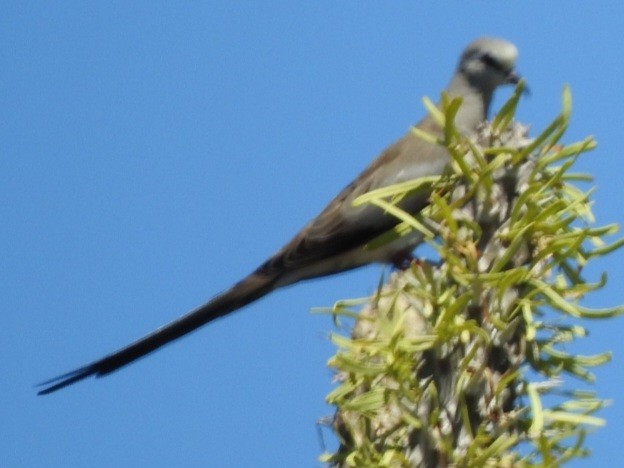 Namaqua Dove - ML616894766