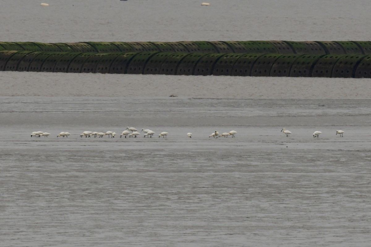 Black-faced Spoonbill - ML616894771