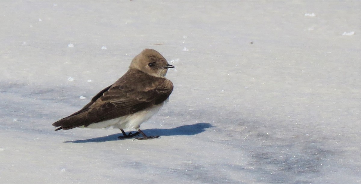 Northern Rough-winged Swallow - ML616894781