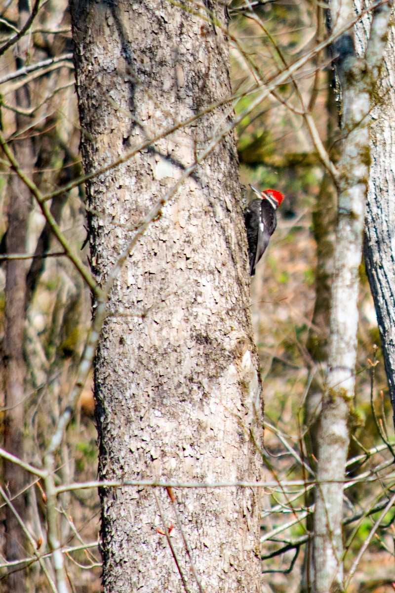 Pileated Woodpecker - ML616894788